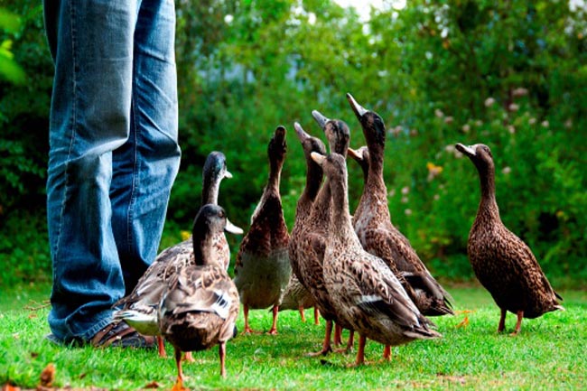 Talk to the animals